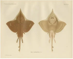 C. Erdmann, Thorny Skate from Pisces Scandinaviae Collection, 1895, Print