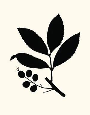 Cherry Laurel, Giclée Print by Philippa Katz