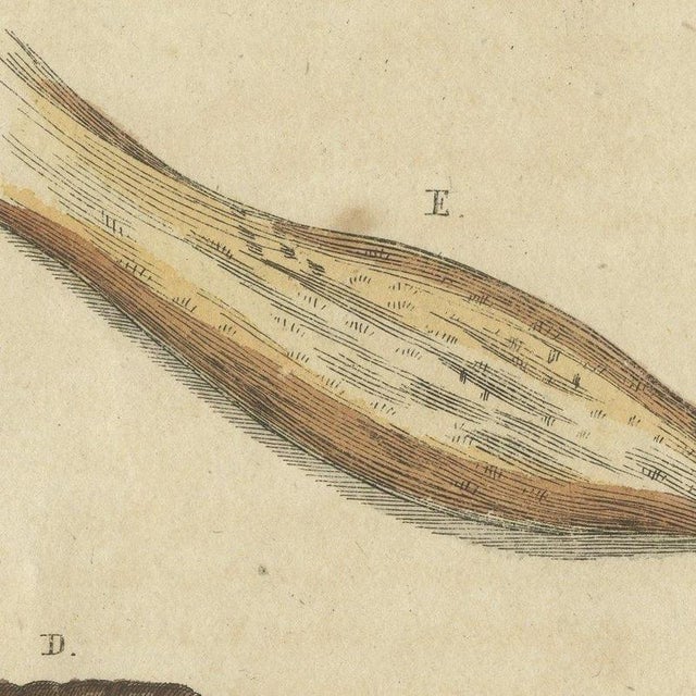 Beige Bertuch, Moth Life Cycles with Caterpillars, 1815, Print For Sale - Image 8 of 12