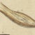 Beige Bertuch, Moth Life Cycles with Caterpillars, 1815, Print For Sale - Image 8 of 12