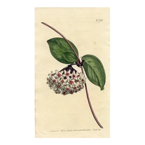 1804, Wax Plant Botanical Print, Curtis's Botanical Magazine, Original Antique Engraving, England