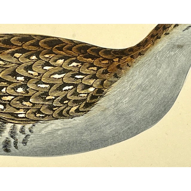 Late 19th Century Antique Hand Tinted Bird Print From England Featuring a Baillon’s Crake - Circa 1880 For Sale - Image 5 of 12