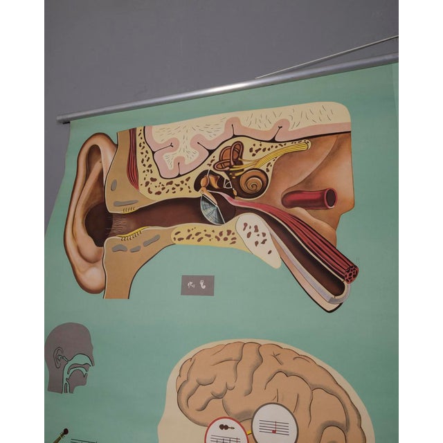 School wall poster printed on canvas paper, "Hearing and Balance", produced by Lehrmittelverlag Wilhelm Hagemann of...