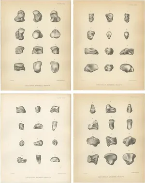 Marsh, Paleontology Illustrations of a Dinoceras Mirabile, 1886, Prints, Set of 4