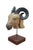 Vintage Indo Persian style hand-carved wooden ram or goat head bust sculpture with textured horns, mounted on an iron rod...