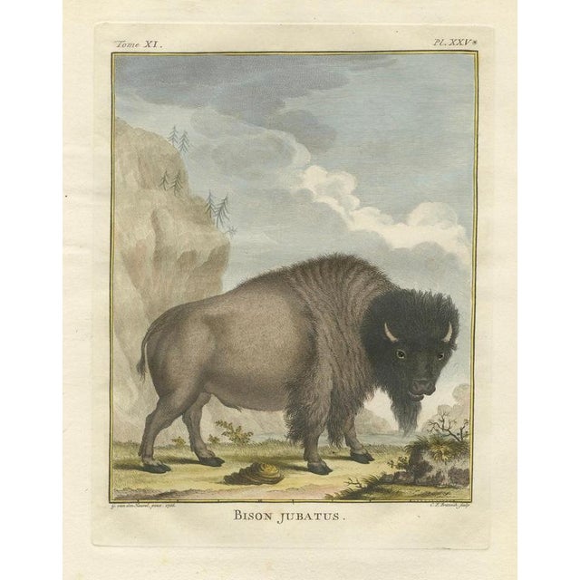 Black After Jacques de Sève, Bison Portrait, Hand-Coloured Print, 1769 For Sale - Image 8 of 10