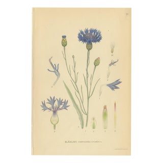 Carl Lindman, Cornflower Botanical Study, Centaurea Cyanus, 1905, Paper For Sale