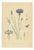 Carl Lindman, Cornflower Botanical Study, Centaurea Cyanus, 1905, Paper For Sale