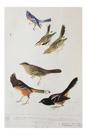 Longspur, Goldfinch, Sparrow, and Towhee After Audubon, 1966 Cottage Print