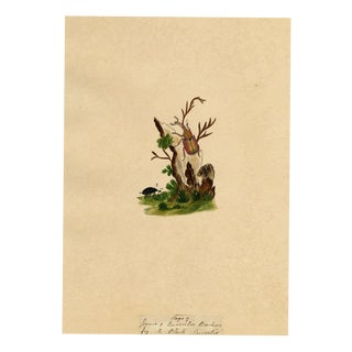 J. McA, Weevil Beetle Insect Study Curculio bacchus, 1810s, Watercolour For Sale