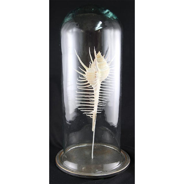 Metal Decorative Shell Murex Venus Comb With Glass Dome For Sale - Image 7 of 11