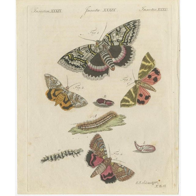 Bertuch, Underwing and Tiger Moths with Caterpillars, 1805, Print For Sale - Image 3 of 12