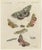 Bertuch, Underwing and Tiger Moths with Caterpillars, 1805, Print For Sale - Image 3 of 12