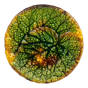 19th Century German Majolica Begonia Plate