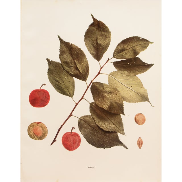 1900s U. P. Hedrick, Original Antique Photogravure of Wood Plums For Sale
