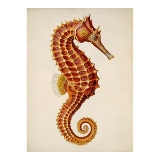 Vintage Seahorse — Natural History Fine Art Print For Sale