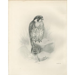 Lilian M. Medland, Peregrine Falcon, 1908, Monochrome Ornithological Plate For Sale