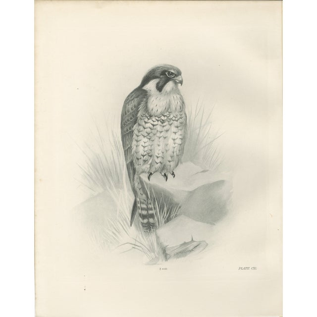 Lilian M. Medland, Peregrine Falcon, 1908, Monochrome Ornithological Plate For Sale