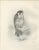 Lilian M. Medland, Peregrine Falcon, 1908, Monochrome Ornithological Plate For Sale