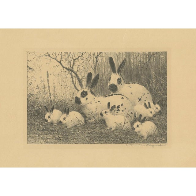 Henri Verstijnen, English Spot Rabbits Wildlife, 1925, Lithograph For Sale - Image 3 of 9