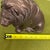 Sculpture Materials 1960s Lion Door Stop, Book End, Sculpture For Sale - Image 7 of 12