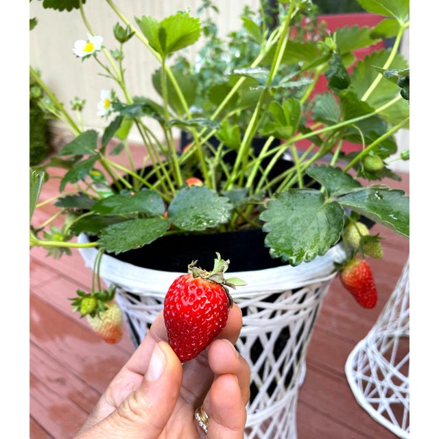 White Set of 5 Russell Woodard Spun Fiberglass White Plant Stand Garden Planters For Sale - Image 8 of 12