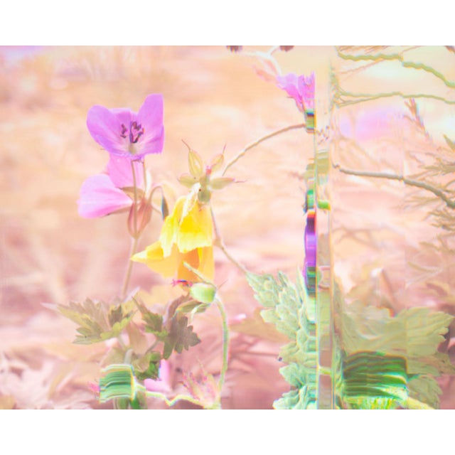 An archival c-print by the American photographer Bruce Checefsky (born 1957). Titled "Wild Geranium - Geranium Maculatum,"...