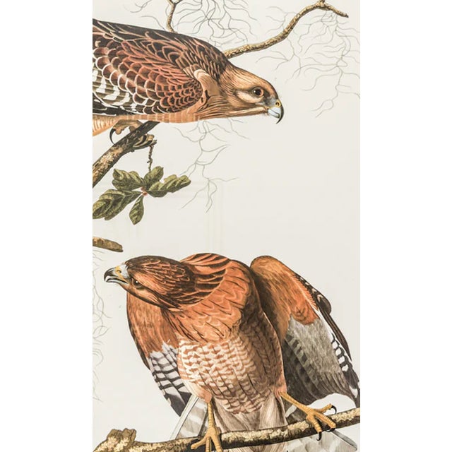 John James Audubon 1980s The Abbeville Press Edition of the Red-Shouldered Hawk (Plate 56) From the Birds of America by John James Audubon For Sale - Image 4 of 7
