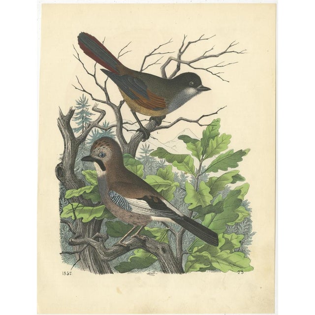 This beautiful collection of 19th-century hand-colored bird prints showcases a variety of exotic and native species. Each...