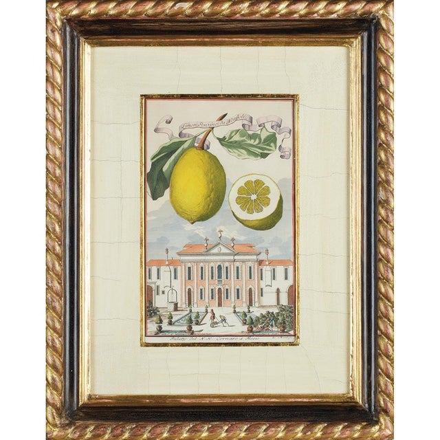 Produced in Nuremberg in the early 18th century, this set of four citrus fruit studies by Johann Christoph Volckamer...