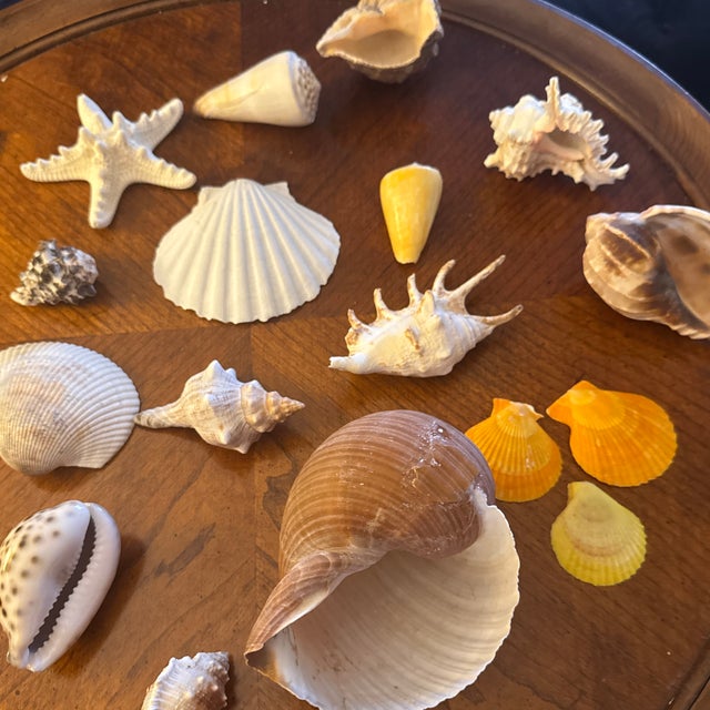 Curated Coastal Marine Specimen & Sea Shell Collection For Sale - Image 4 of 12