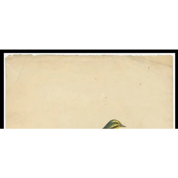 Late 18th-Century Hand-Colored Copperplate Engraving of the Yellow Finch, 1794 For Sale - Image 3 of 7