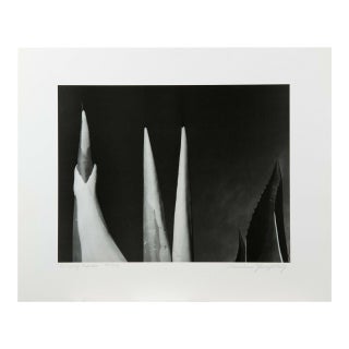 Mariana Yampolsky "Maguey Capado" Lithographic Photo Print Limited 29 of 250 Signed For Sale