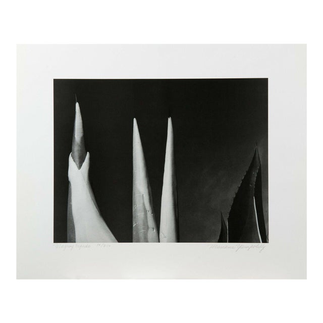 Mariana Yampolsky "Maguey Capado" Lithographic Photo Print Limited 29 of 250 Signed For Sale