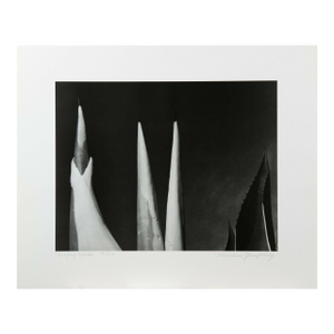 Mariana Yampolsky "Maguey Capado" Lithographic Photo Print Limited 29 of 250 Signed