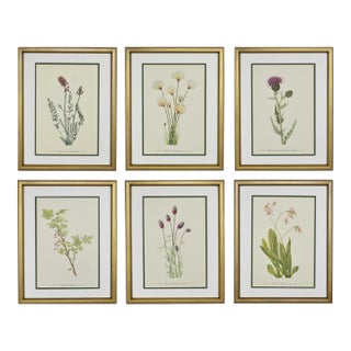 Vintage Botanical Prints Framed - Set of 6- Authentic Vintage 1953 Prints For Sale