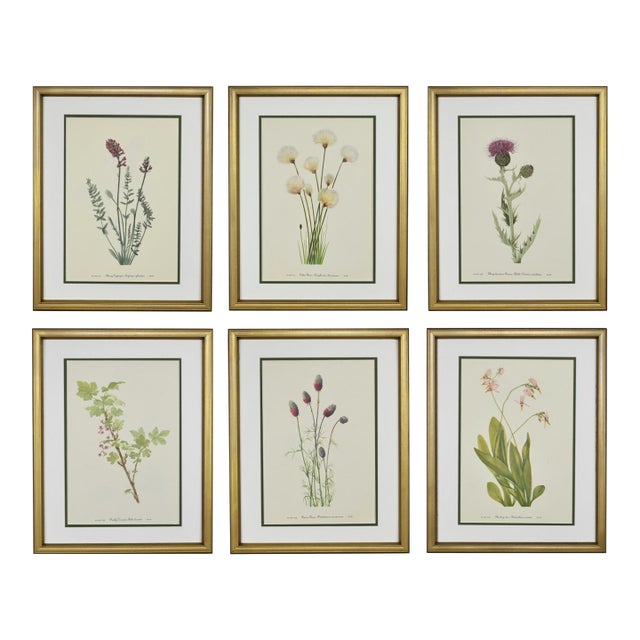Vintage Botanical Prints Framed - Set of 6- Authentic Vintage 1953 Prints For Sale