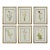 Vintage Botanical Prints Framed - Set of 6- Authentic Vintage 1953 Prints For Sale