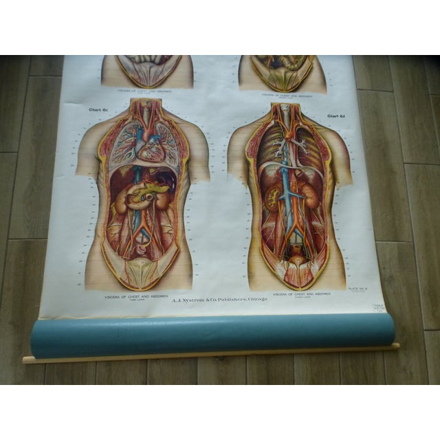 Vintage American Frohse Torso Anatomy Chart | Chairish