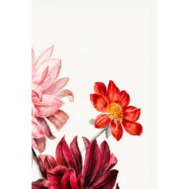 English Dahlias by Willem Hekking, Vintage Botanical Art Print, 20" X 30" For Sale - Image 3 of 10