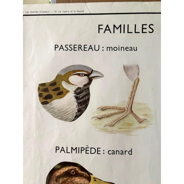 Green Rossignol 1960s Two-Sided French School Science Poster - Reptiles & Birds, 34x29 For Sale - Image 8 of 11