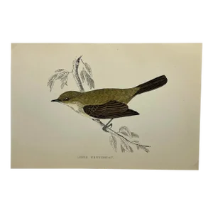 Antique Hand Tinted Bird Print From England Featuring a Lesser Whitethroat Warbler - Circa 1888