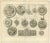 Antique print titled ‚Zegel der stad Lubek (\.)’. Seals of the city of Lubeck and others: Stavoren, Amsterdam (8x), van...