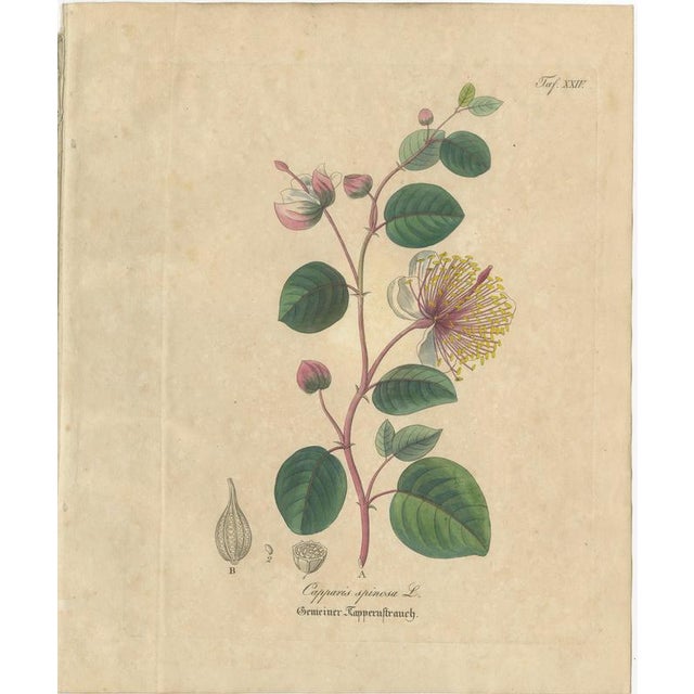 Antique Caper Botanical Print, Capparis Spinosa, Hand Colored, c.1831 This elegant botanical engraving illustrates...