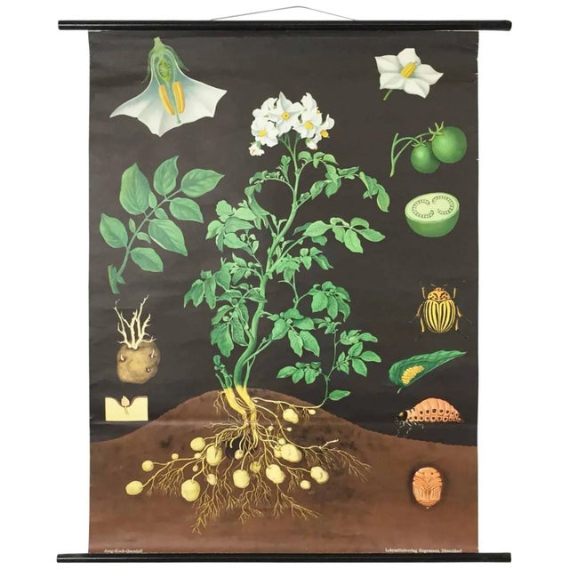 Vintage pull down chart Original vintage school chart, by Jung-Koch Quentell Paper Print on Linen. The canvas is fixed...