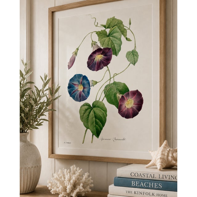 Not Yet Made - Made To Order Star-Glory Morning-Glory, Vintage Botanical Art Print Reproduction by Pierre-Joseph Redouté, 20" X 30" For Sale - Image 5 of 10