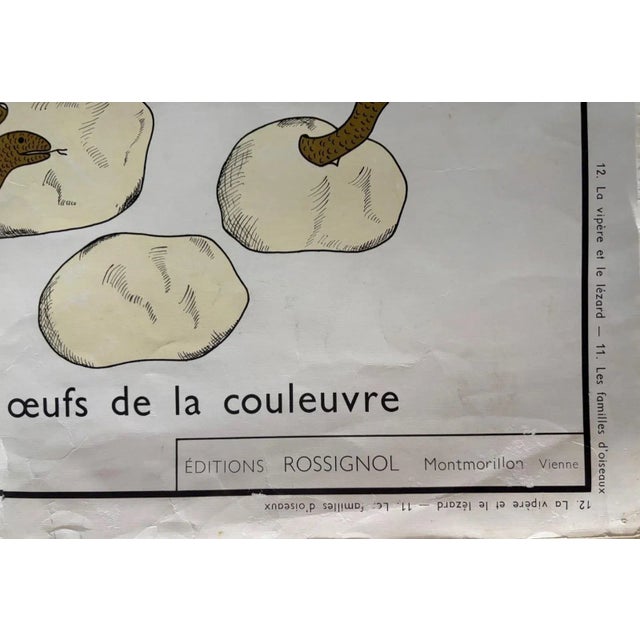 Mid-Century Modern Rossignol 1960s Two-Sided French School Science Poster - Reptiles & Birds, 34x29 For Sale - Image 3 of 11