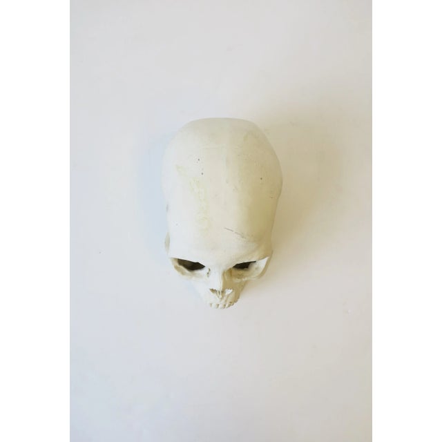 Skull in White Plaster For Sale - Image 11 of 13