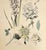Art Nouveau 1880s Large Rare French Antique Hand-Colored Botanical Lithograph by Henri Lambrt-Gladiolus, Flox, Tea Rose For Sale - Image 3 of 3