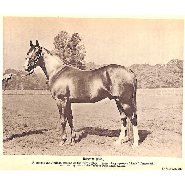 Paper "The Royal Studs of the Sixteenth and Seventeenth Century" 1935 Prior, Charles Matthew For Sale - Image 7 of 8